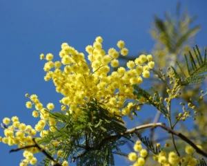 Сказали, якою буде погода 8 березня